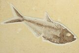 Fossil Fish Plate With Diplomystus & Knightia - Wyoming #245022-1